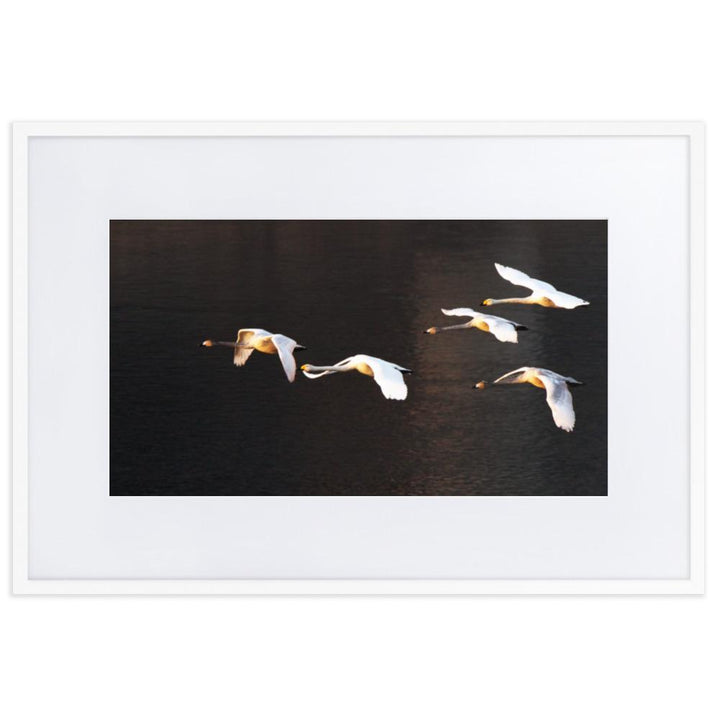 Flying Swans - Poster im Rahmen mit Passepartout artlia Weiß / 61×91 cm artlia