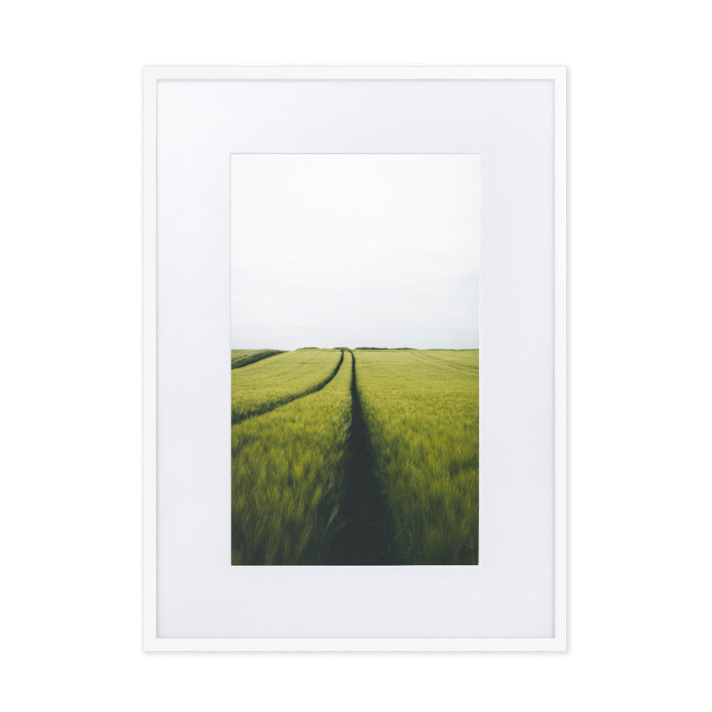 Gerstenfeld barley field - Poster im Rahmen mit Passepartout Kuratoren von artlia Weiß / 50×70 cm artlia