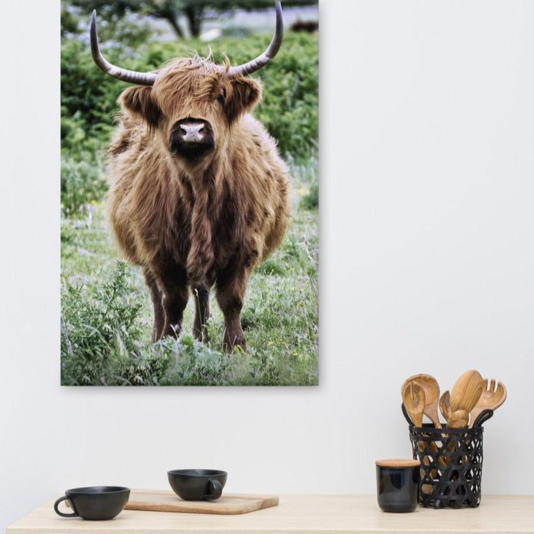 Highland cattle - Leinwand Kuratoren von artlia artlia