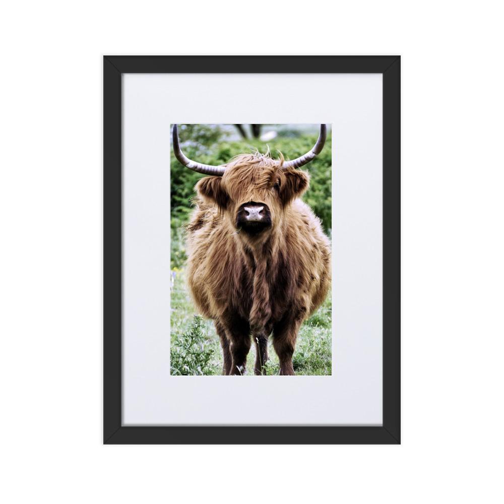 Highland cattle - Poster im Rahmen mit Passepartout artlia Schwarz / 30×40 cm artlia