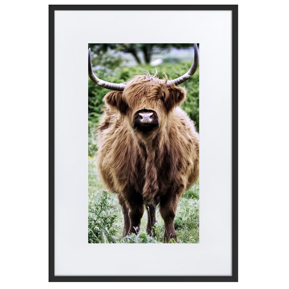 Highland cattle - Poster im Rahmen mit Passepartout artlia Schwarz / 61×91 cm artlia