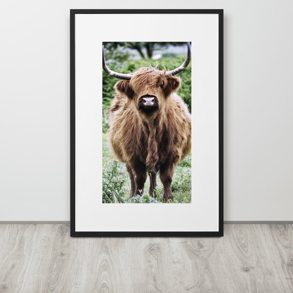 Highland cattle - Poster im Rahmen mit Passepartout Kuratoren von artlia artlia