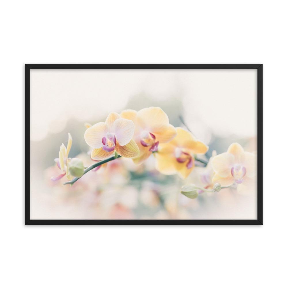 Orchid 01 - Poster im Rahmen Kuratoren von artlia schwarz / 24×36 artlia