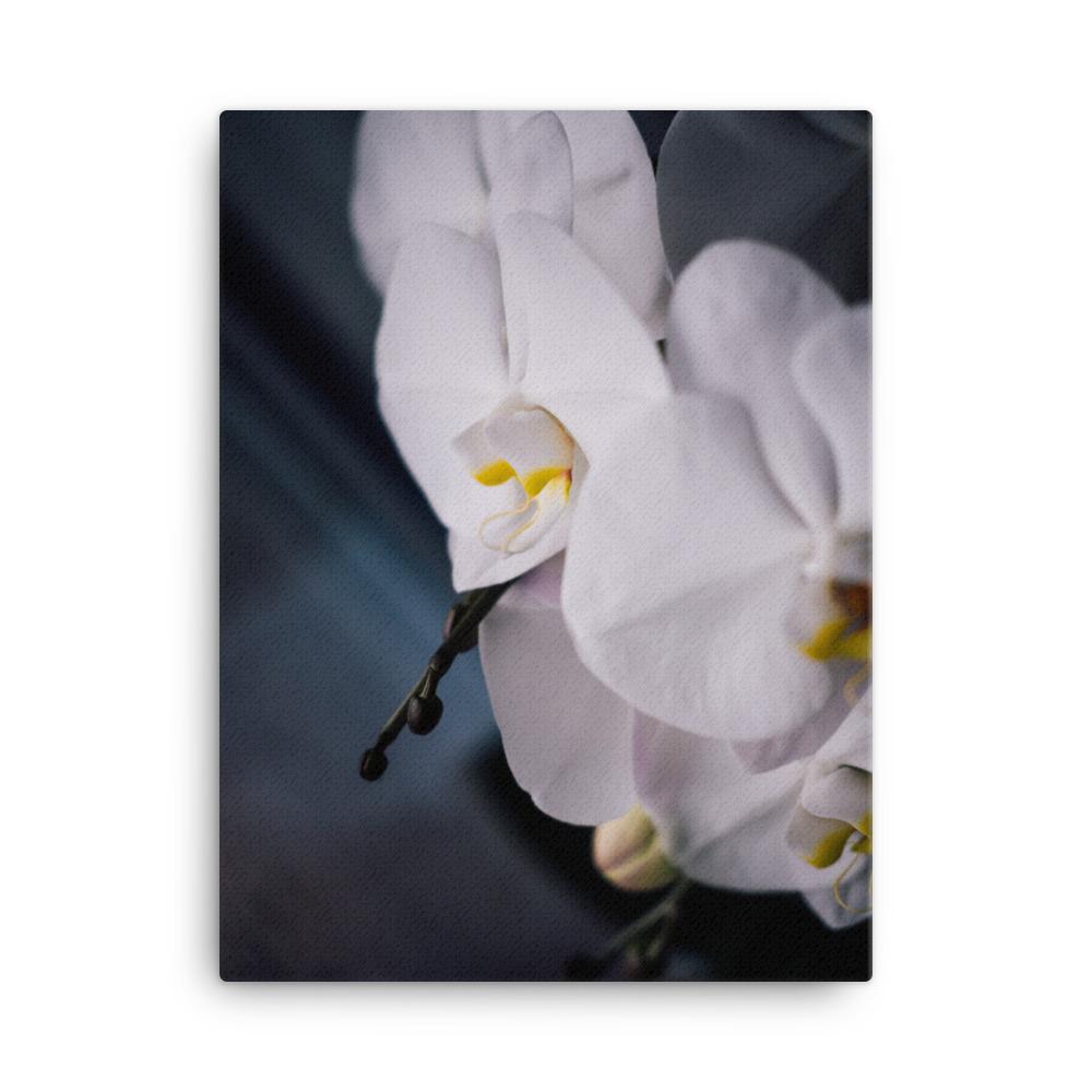 Orchid 02 - Leinwand Kuratoren von artlia 30x41 cm artlia