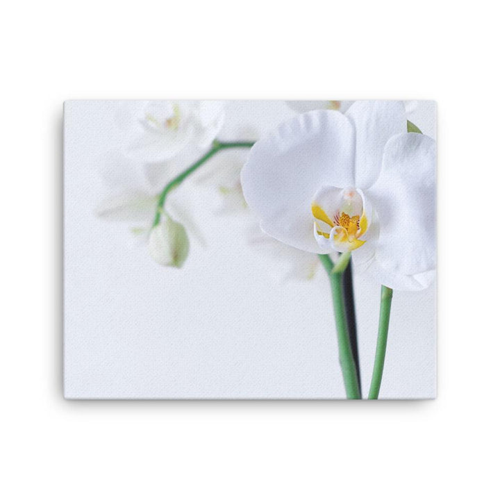 Orchid 03 - Leinwand Kuratoren von artlia 16×20 artlia