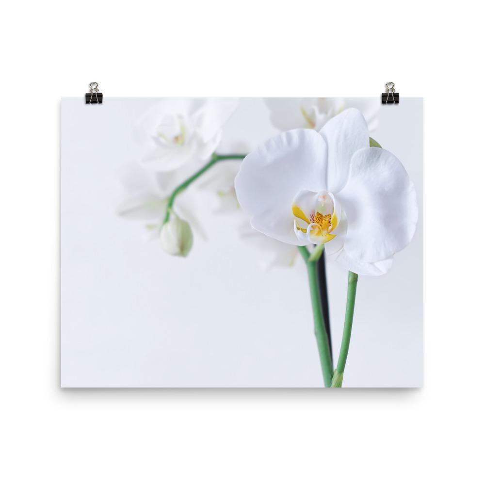 Orchid 03 - Poster Kuratoren von artlia 41x51 cm artlia