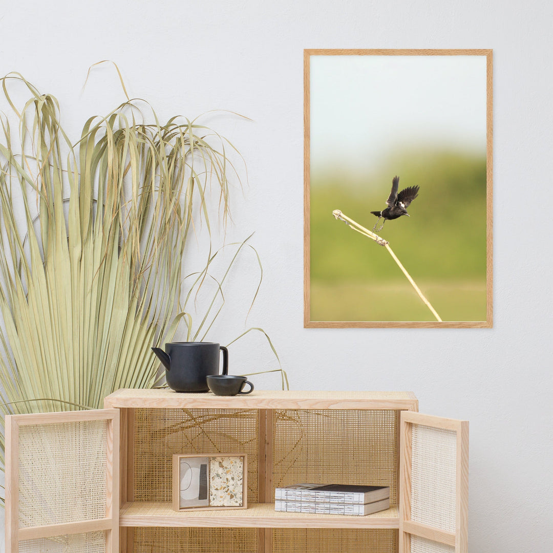 Poster - Elsterschmätzer Pied Bushchat Young Han Song artlia