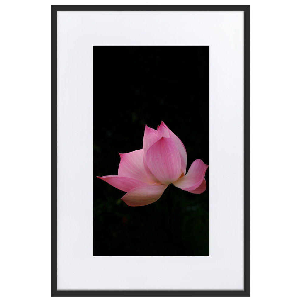 Poster mit Passepartout - Lotus Seerose Kuratoren von artlia Schwarz / 61×91 cm artlia