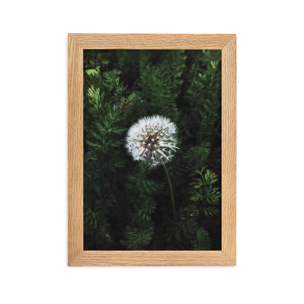 Poster mit Rahmen - Pusteblume Kuratoren von artlia Oak / 21×30 cm artlia