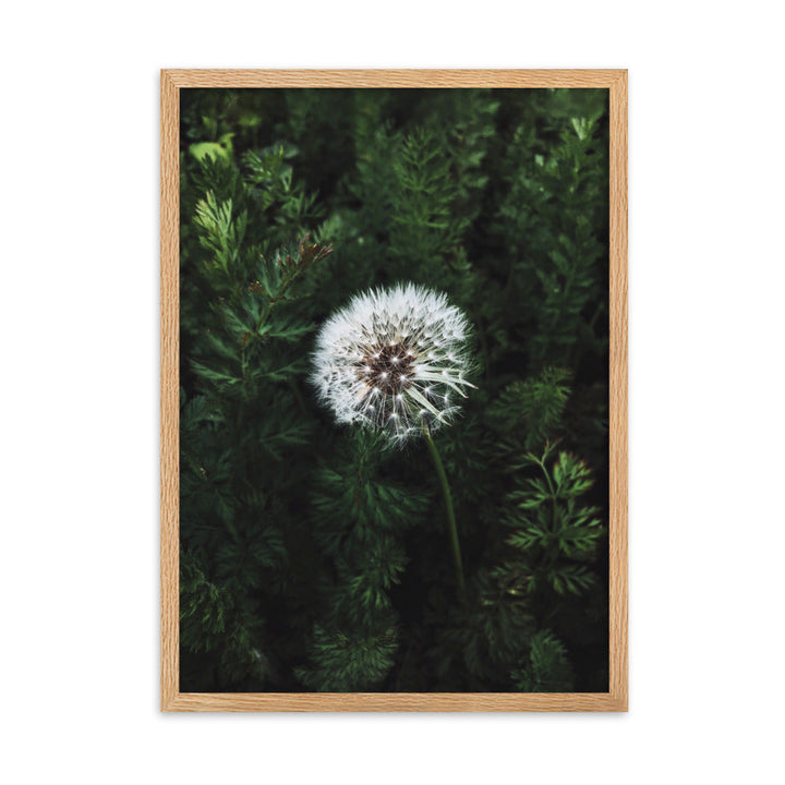 Poster mit Rahmen - Pusteblume Kuratoren von artlia Oak / 50×70 cm artlia