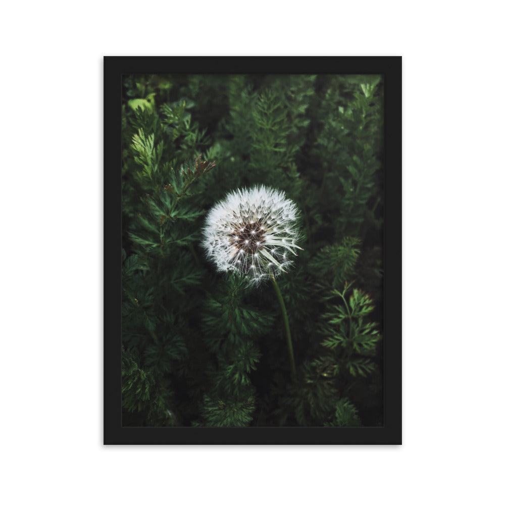 Poster mit Rahmen - Pusteblume Kuratoren von artlia Schwarz / 30×40 cm artlia