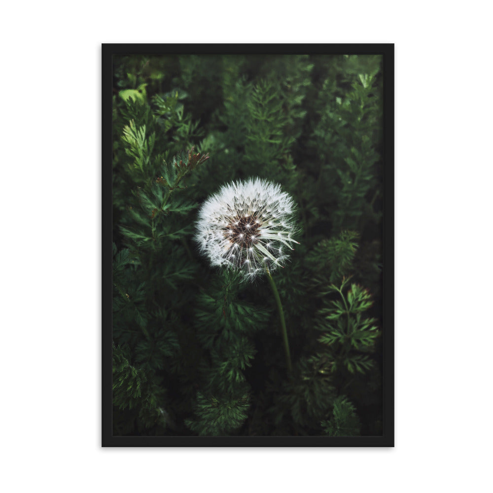 Poster mit Rahmen - Pusteblume Kuratoren von artlia Schwarz / 50×70 cm artlia