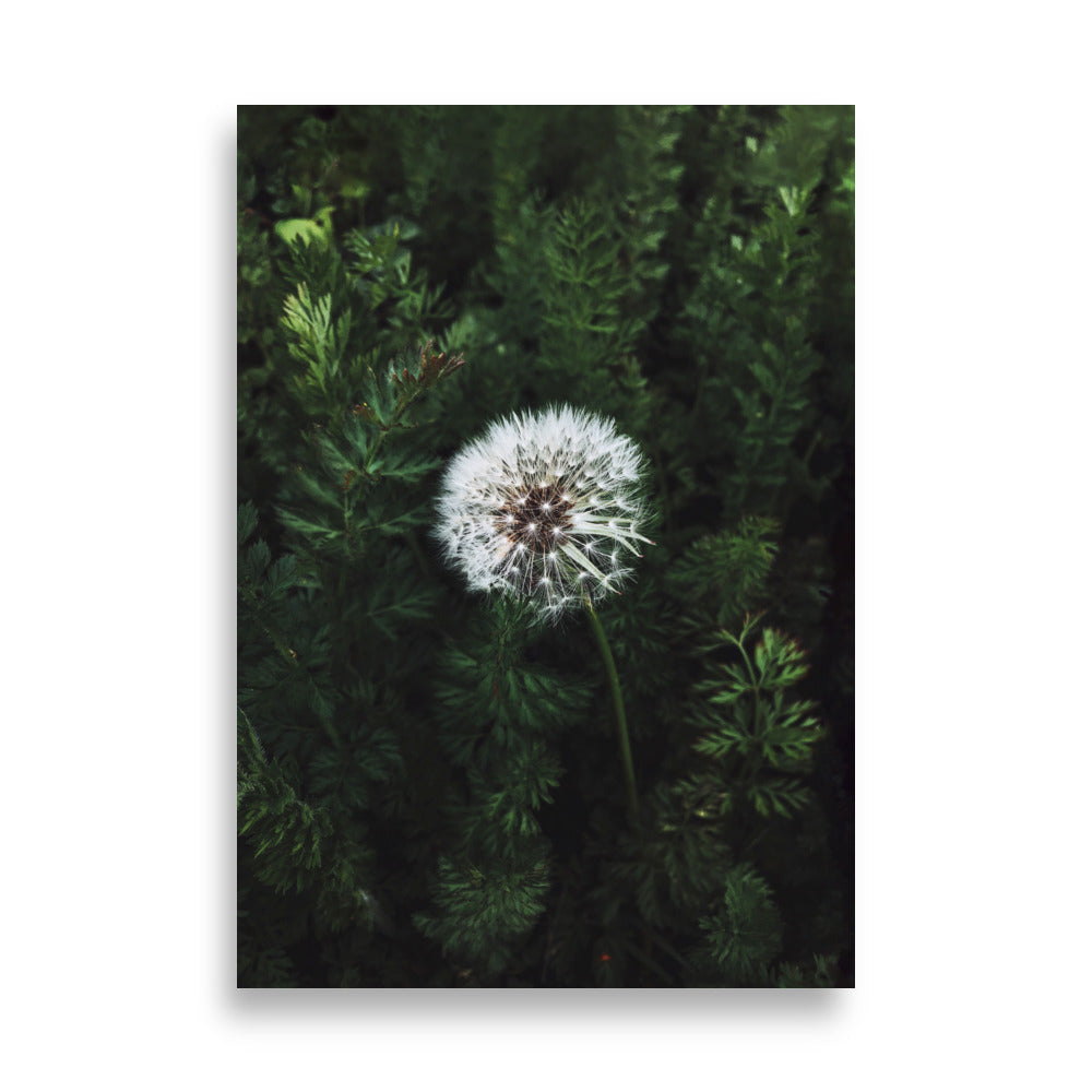 Poster - Pusteblume Kuratoren von artlia 21×30 cm artlia