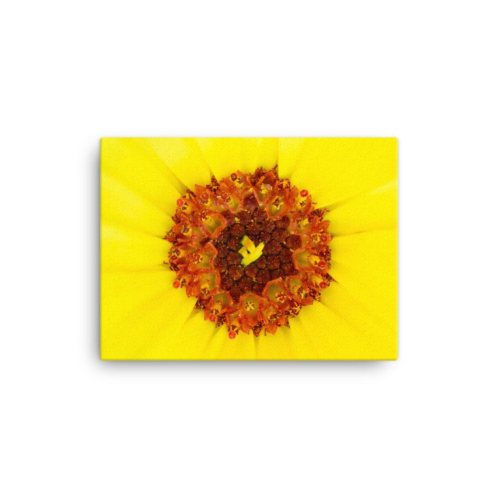 Ringelblume - Leinwand Werner Fiedler 30x41 cm artlia