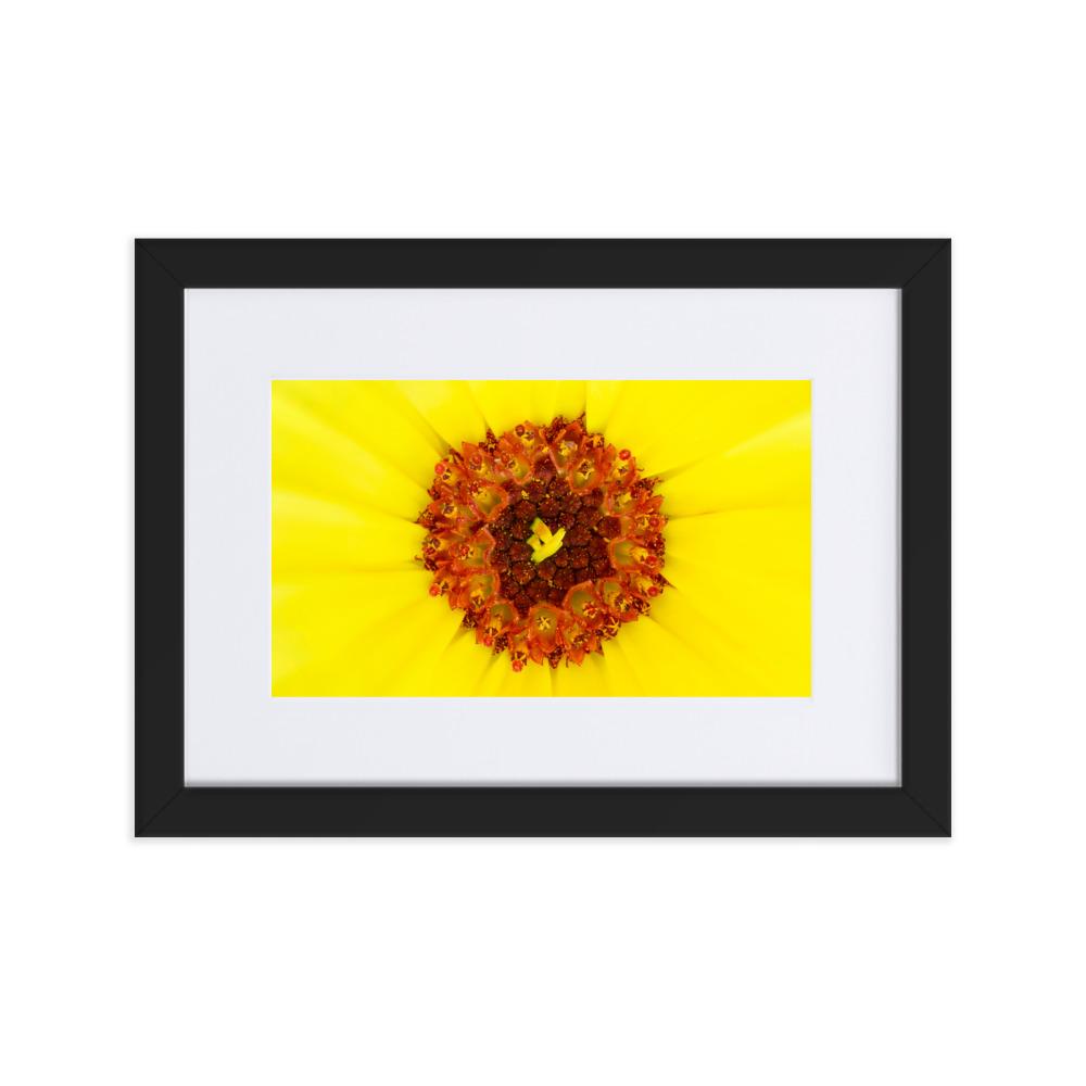 Ringelblume - Poster im Rahmen mit Passepartout artlia Schwarz / 21×30 cm artlia