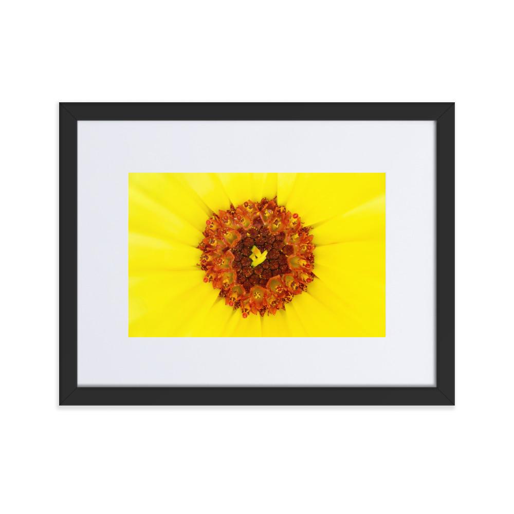 Ringelblume - Poster im Rahmen mit Passepartout artlia Schwarz / 30×40 cm artlia